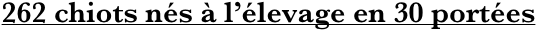 262 chiots nés à l’élevage en 30 portées